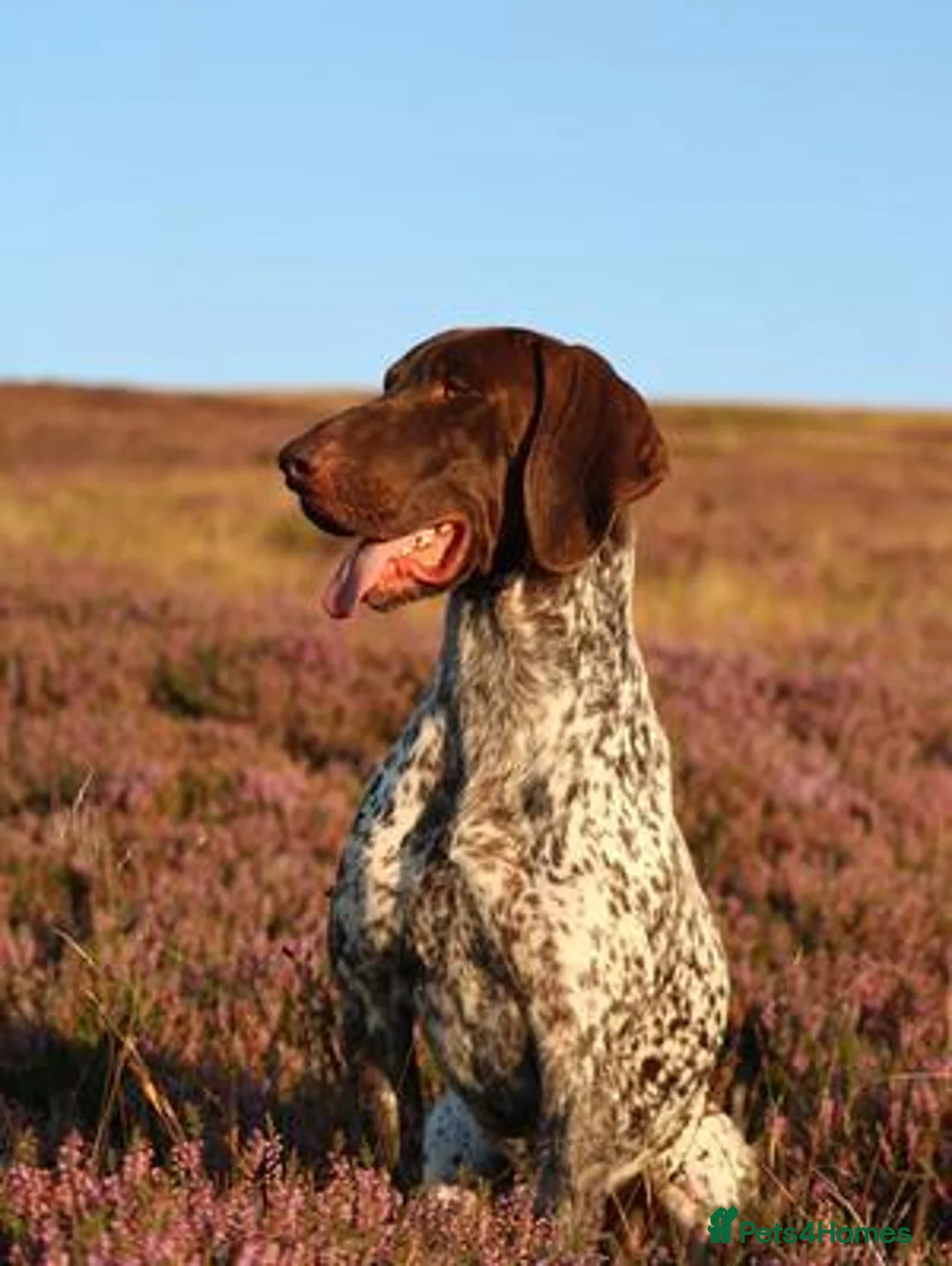 German Shorthaired Pointer dogs for sale: Strong superior Liver & White GSP puppies  in Carnforth - Advert 15