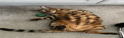Bengal cats for sale: Bengal Female (indoor only) in Southampton - Advert 11