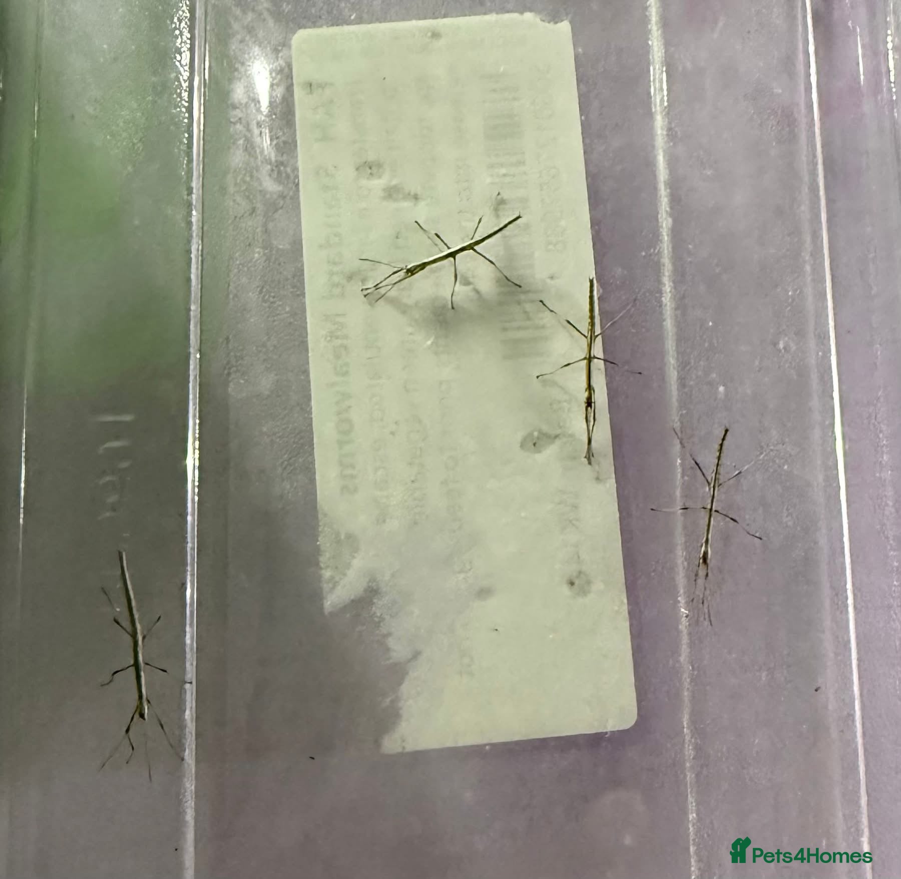 Stick Insects invertebrates INDIAN STICK INSECTS FOR SALE - Advert 2