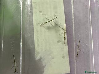 Stick Insects invertebrates INDIAN STICK INSECTS FOR SALE - Advert 2