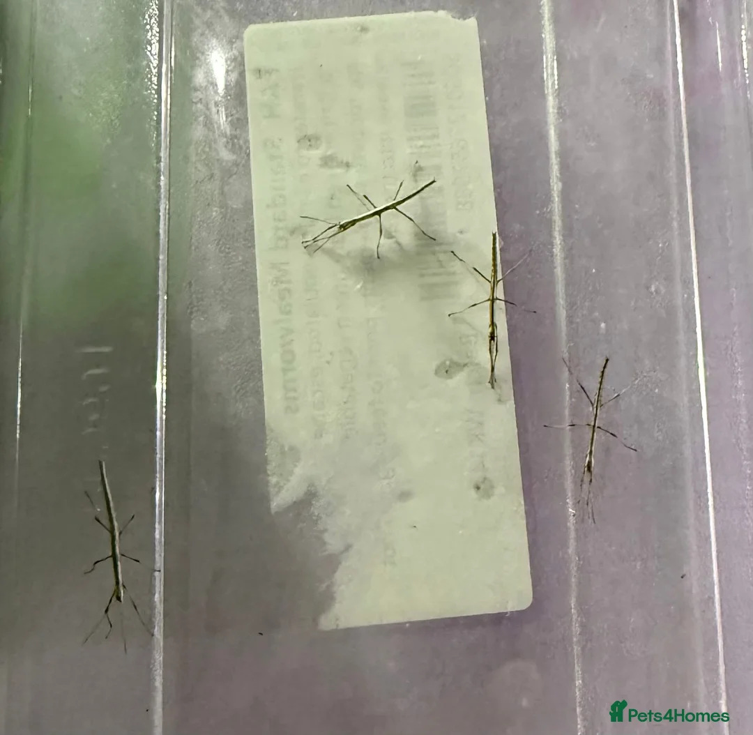Stick Insects invertebrates for sale: INDIAN STICK INSECTS FOR SALE - Advert 1