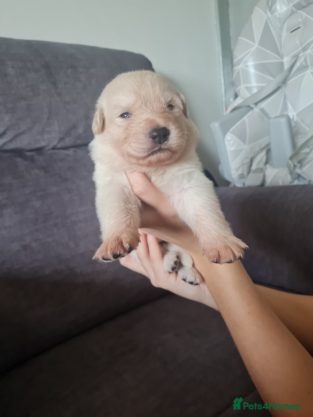 German Shepherd dogs for sale: German shepherd puppies  - Image 22