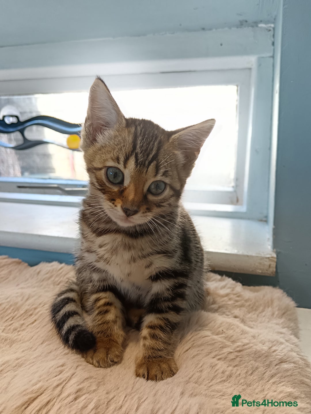 Bengal cats for sale: Tica RG F5 pure bengals - Image 10