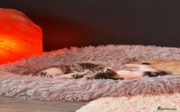 Domestic Shorthair cats for sale: Family-Raised Kittens, Friendly, Playful Ready Now - Image 19