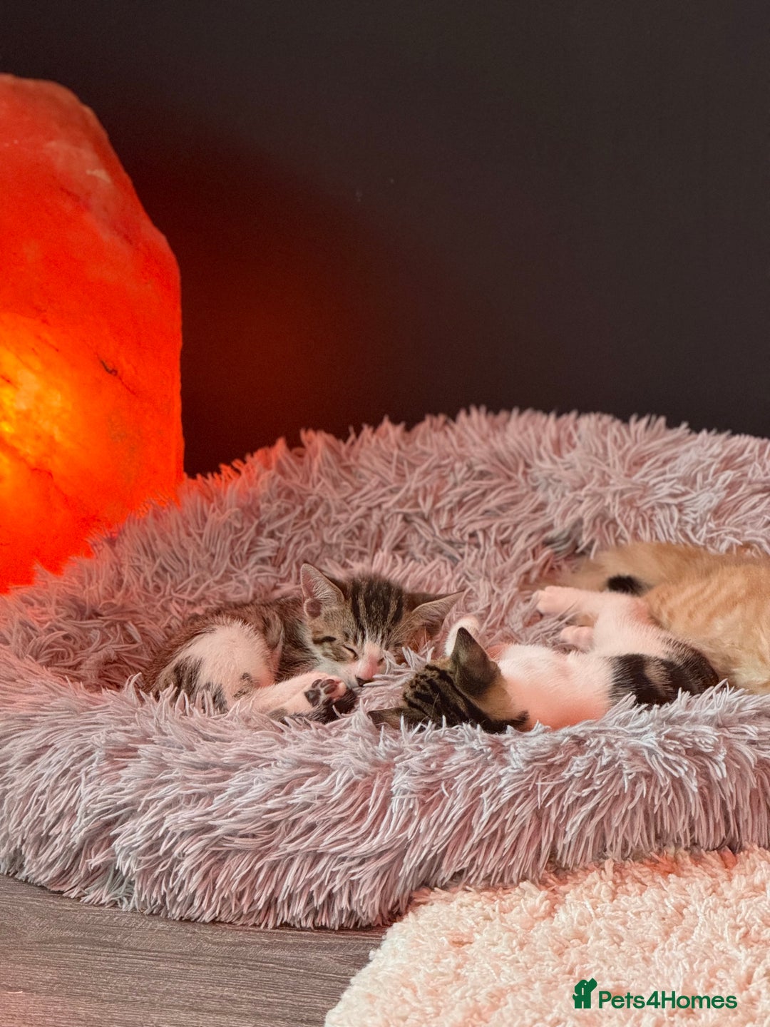 Domestic Shorthair cats for sale: Family-Raised Kittens, Friendly, Playful Ready Now - Image 19