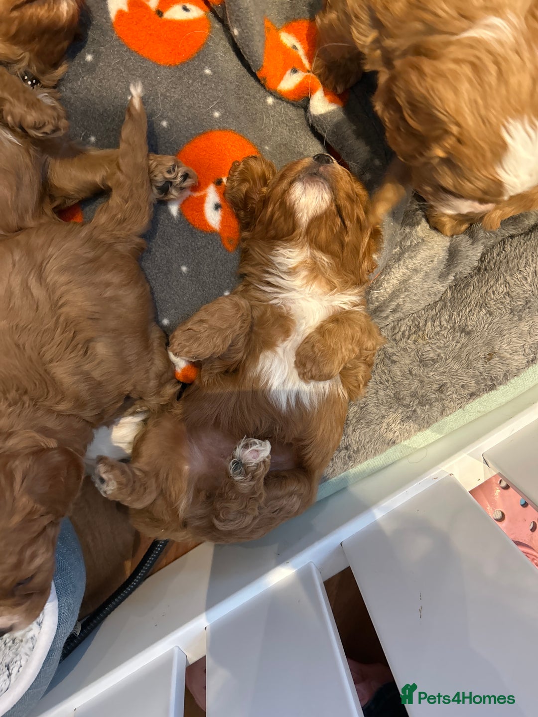 Cavapoo dogs for sale: Red health tested cavapoo - Image 3