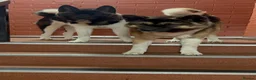 Akita dogs for stud: ***Chico’s finding LOVE… Proven Stud*** - Advert 3