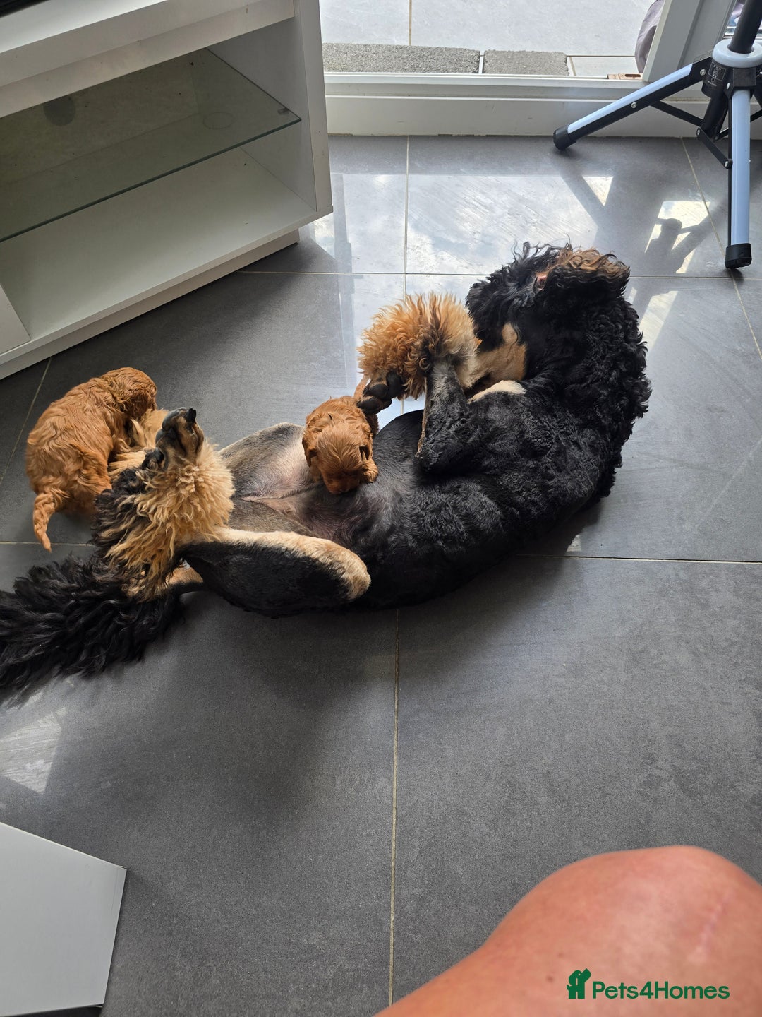 Cavapoo dogs for sale: Stunning Deep red health tested f1 cavapoos  - Image 9