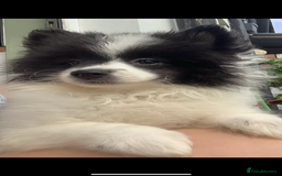 Pomeranian dogs for sale: Last boy. Beautiful Pomeranian puppies ❤️ - Image 9