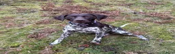 German Shorthaired Pointer dogs for sale: Stunning German Shorthaired Pointer Pups KC Reg'd - Advert 20