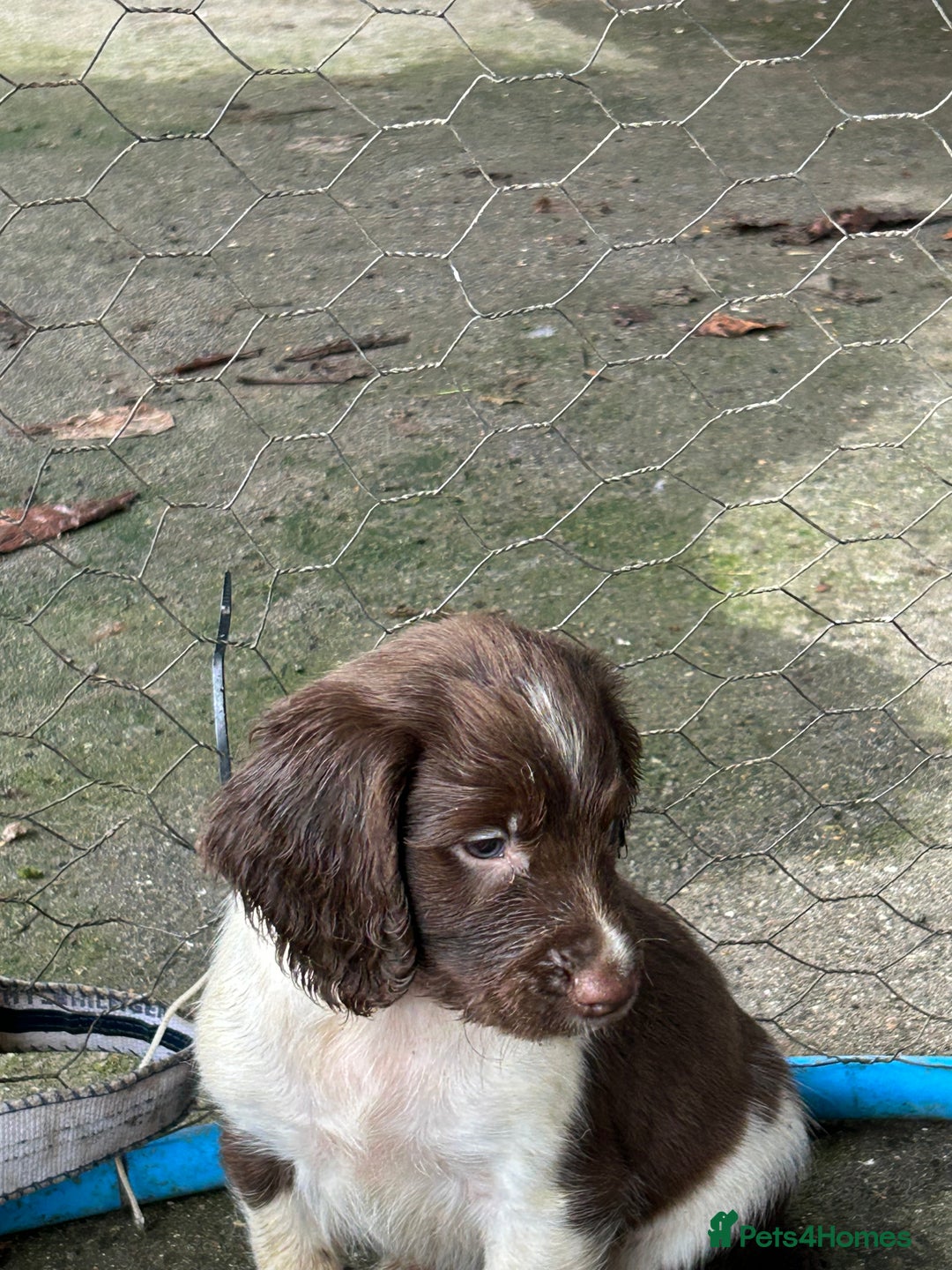 English Springer Spaniel dogs for sale: Springer spaniel pups - Advert 4