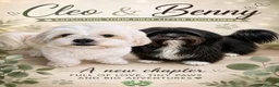 Lhasa Apso dogs for sale: KC REG LHASO APSO PUPS  - Advert 1