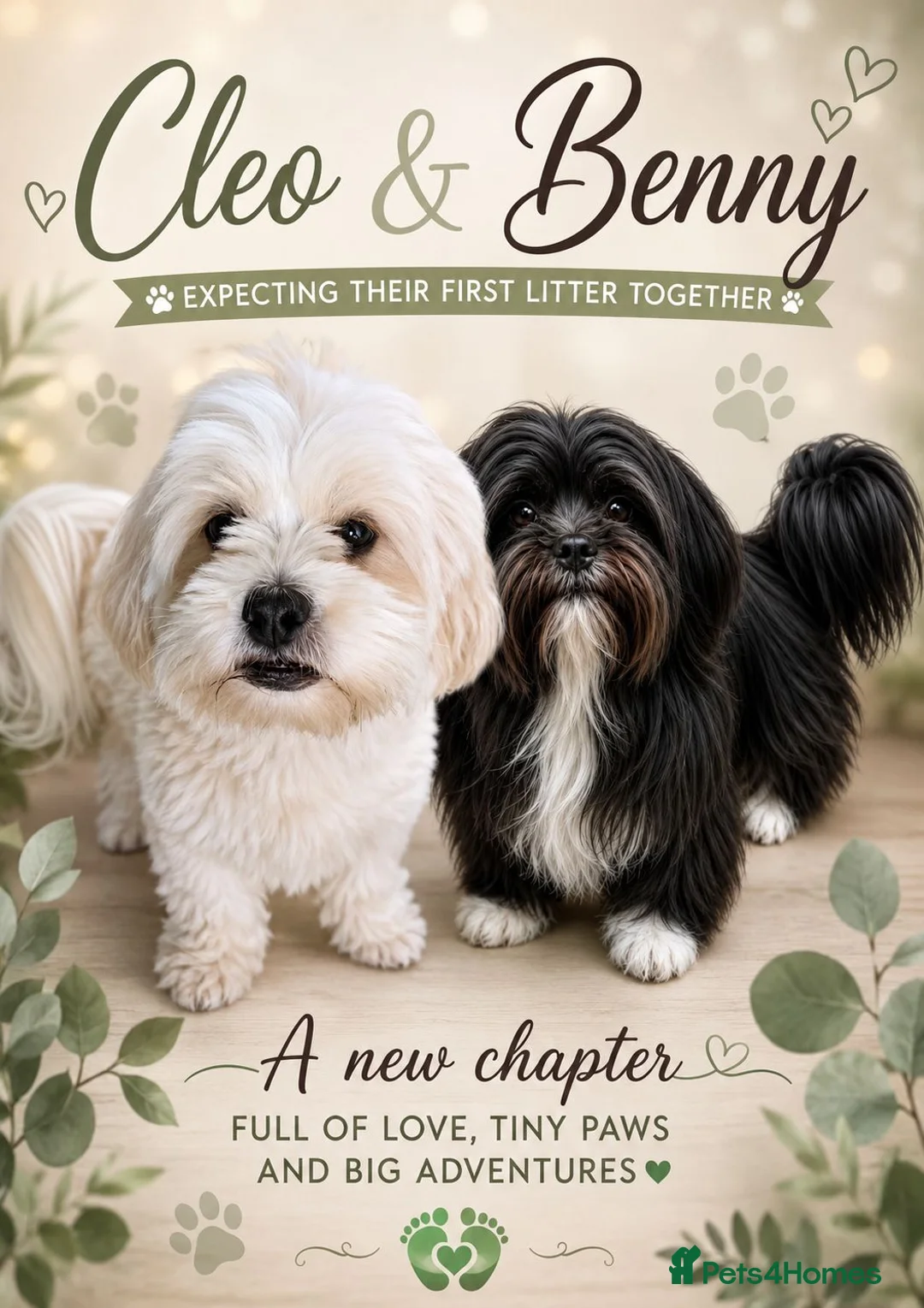 Lhasa Apso dogs for sale: KC REG LHASO APSO PUPS  - Advert 1