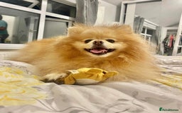 Pomeranian dogs for sale: Thick bear coat Pomeranian male - Image 3