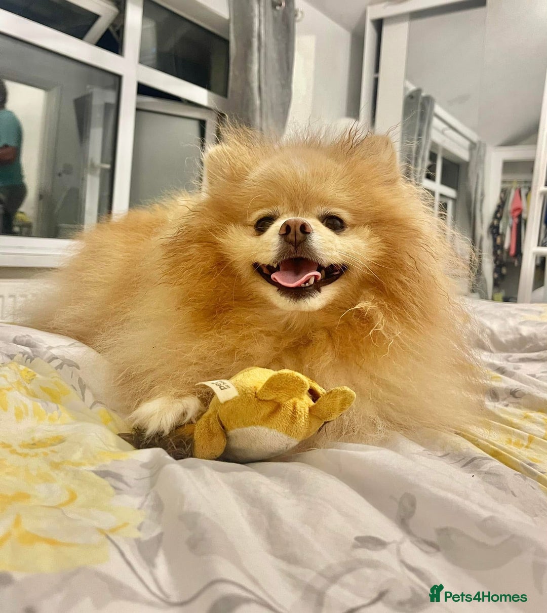 Pomeranian dogs for sale: Thick bear coat Pomeranian male - Image 3