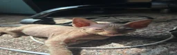 Sphynx cats for sale: 5 Canadian Sphynx kittens for sale - Advert 20