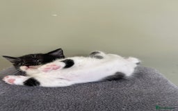 Mixed Breed cats for sale: kittens  - Image 6