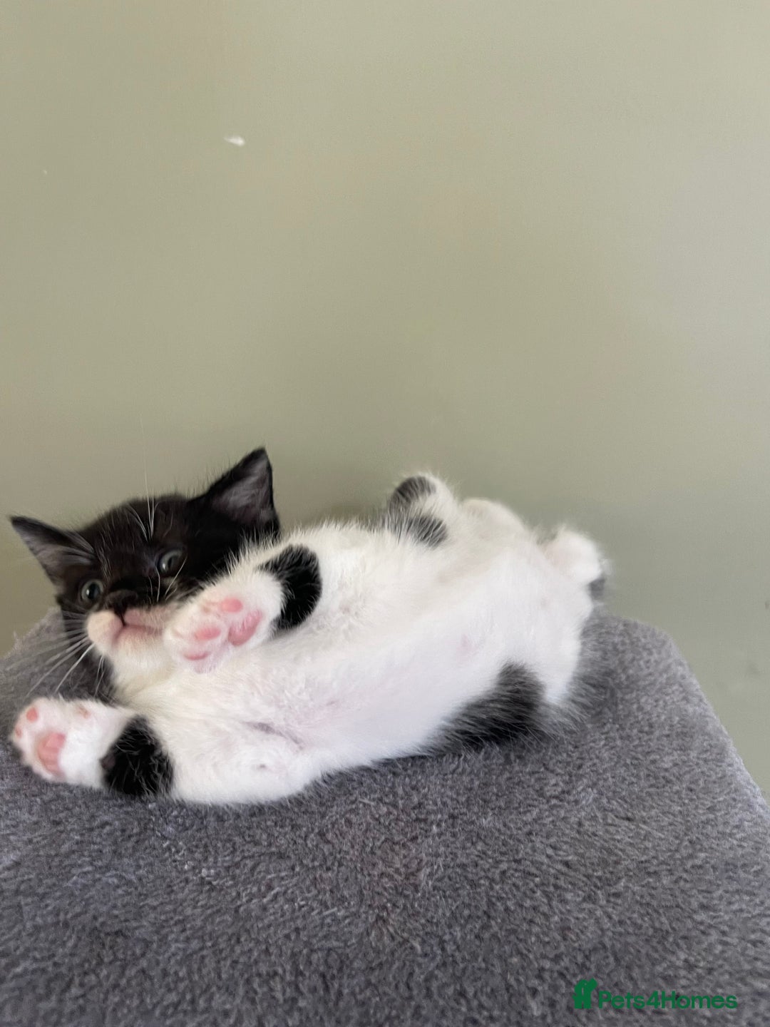 Mixed Breed cats for sale: kittens  - Image 6