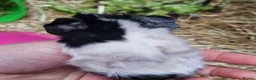 Guinea Pig rodents for sale: Pair of brothers - Advert 4