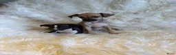 Italian Greyhound dogs for sale: ✨ KC Registered Italian Greyhound puppies ✨ - Advert 10