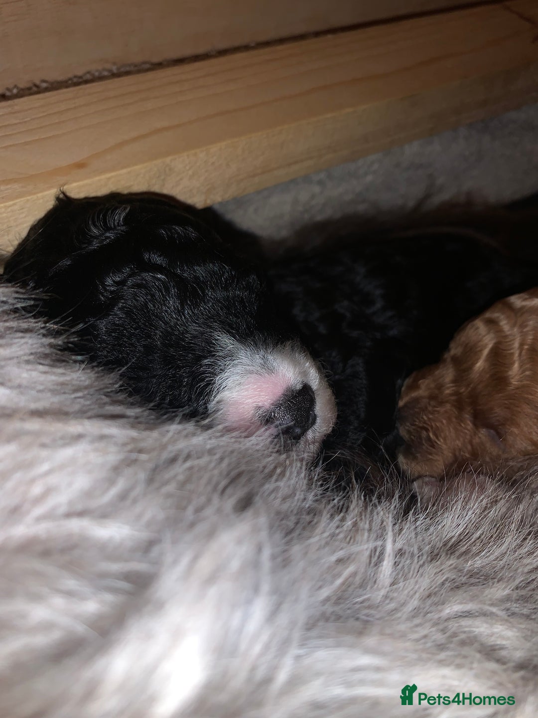 Labradoodle dogs for sale: F1b Miniature Labradoodle Puppies  - Advert 10