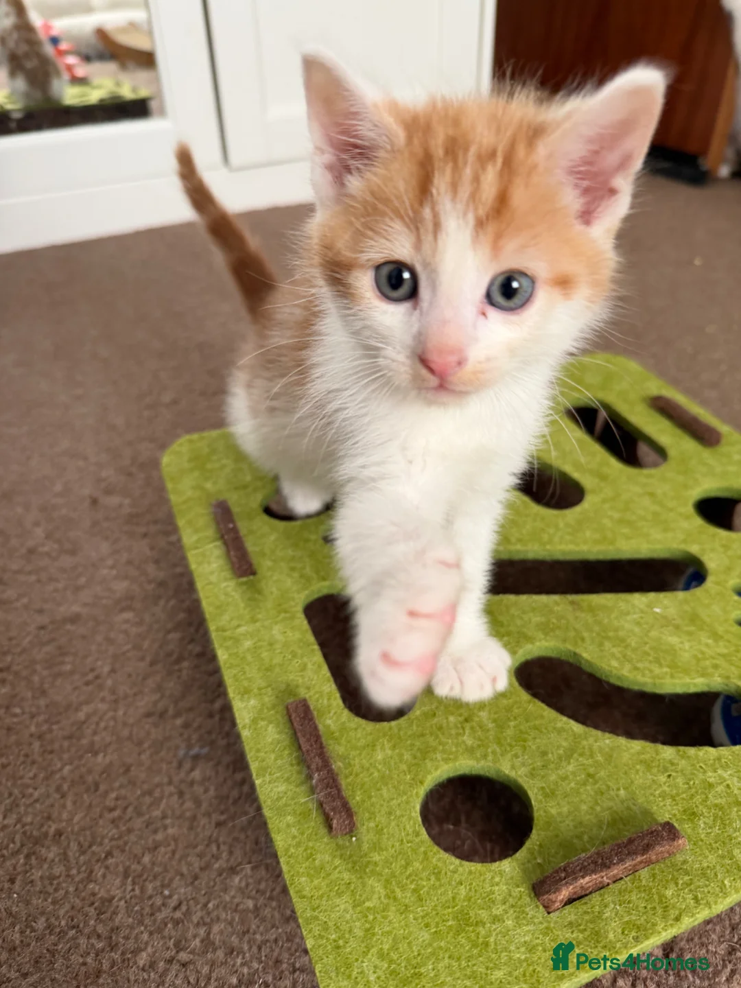 Mixed Breed cats for sale: Ginger & White Kitten  - Advert 1