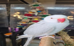 Ringnecks birds for sale: Tame Ringneck for sale - Image 2