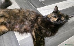 Domestic Shorthair cats for sale: 6 kittens ready for sale, 2 months old - Image 20