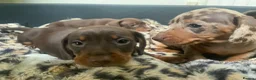 Miniature Dachshund dogs for sale: Funny happy miniature dachshund puppies - Advert 15