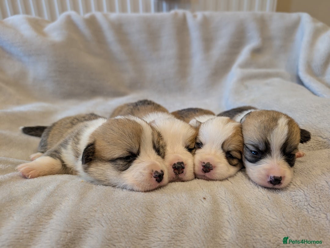 Welsh Corgi Pembroke dogs for sale: 9 Stunning Corgis  - Image 22