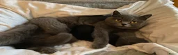 British Shorthair cats for sale: Exclusive Pedigree British Shorthair Kittens - Advert 22