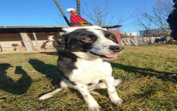 Border Collie dogs for adoption: Misha 2 year old Macedonian rescue  - Advert 2