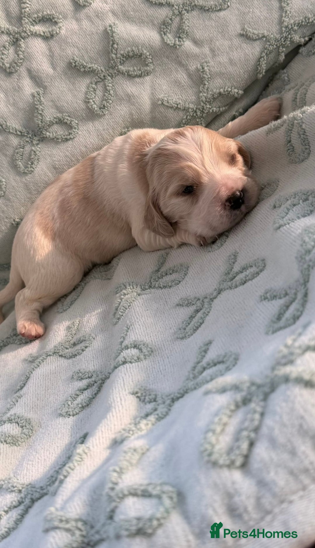Cockerdor dogs for sale: Stunning show cocker spaniel cross Labrador puppys - Advert 4