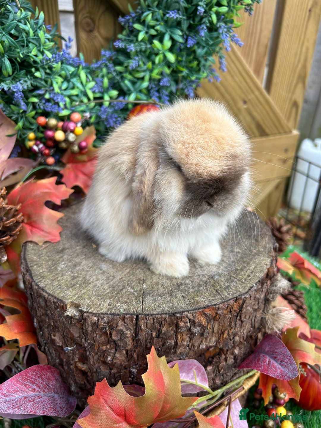 Mini Lop rabbits for sale: ⭐ PEDIGREE MINI LOP BABY BUNNIES ⭐  - Advert 24