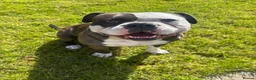 Alapaha Blue Blood Bulldog dogs for stud: Alapaha Blue Blood Bulldog Stud Available in Sheffield - Advert 2