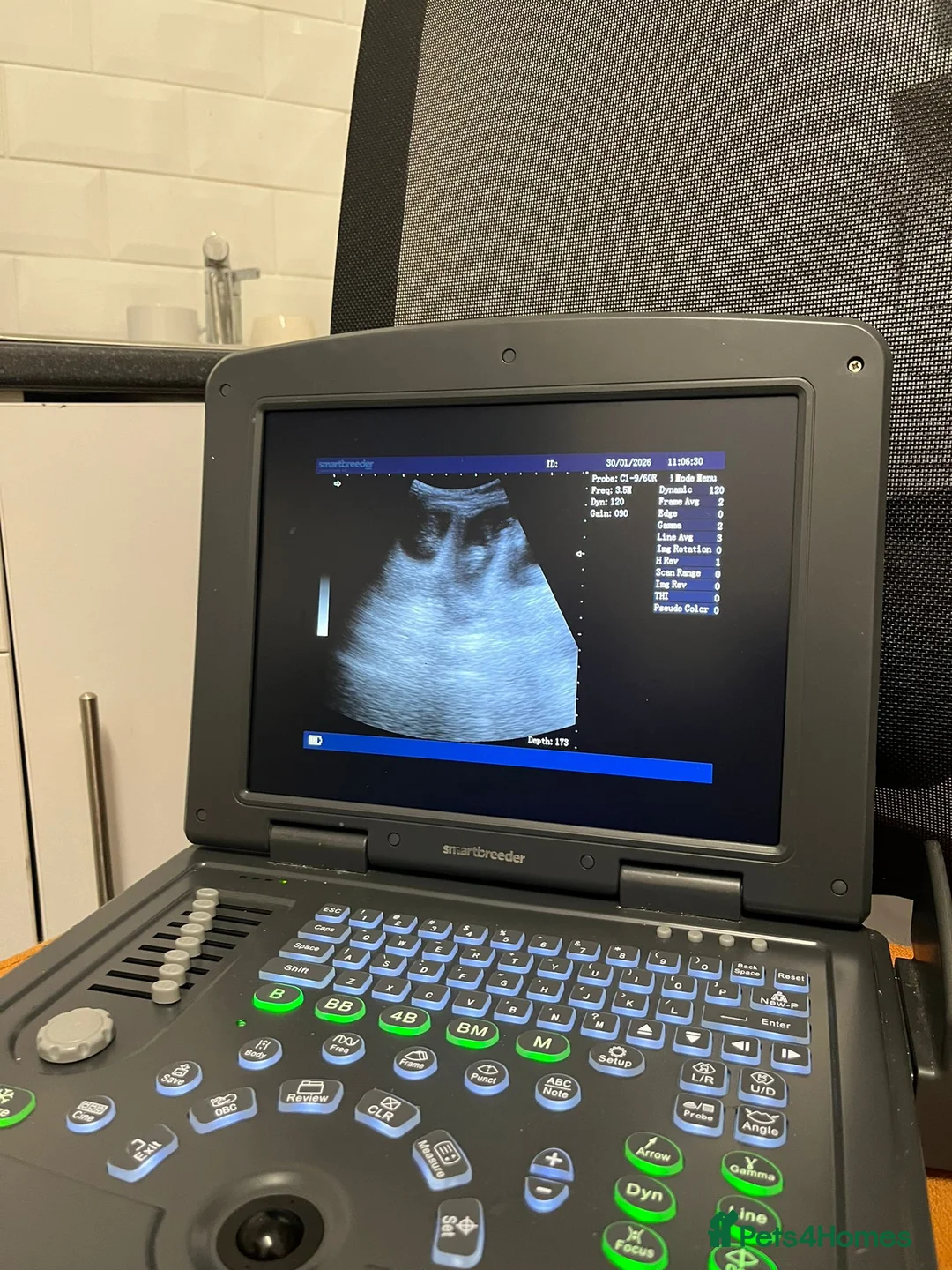 American Bully dogs for sale: Standard american bully  - Advert 3