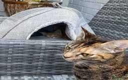 Mixed Breed cats for sale: Kittens from sale  - Image 5