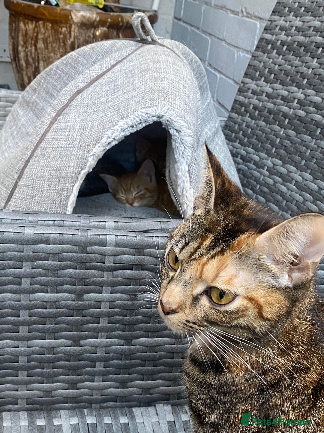 Mixed Breed cats for sale: Kittens from sale  - Image 5