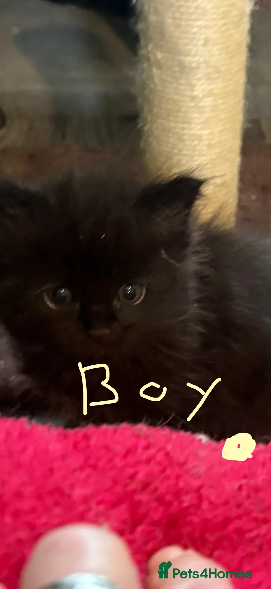 Mixed Breed cats for sale: Rag doll x macoon - Advert 5