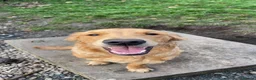 Golden Retriever dogs for stud: KCReg Proven Gorgeous Golden Retriever  - Advert 4