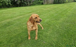 Labrador Retriever dogs for sale: 🐾RETIRED 4 YR OLD FOX RED LABRADOR BITCH 🐾 - Image 4