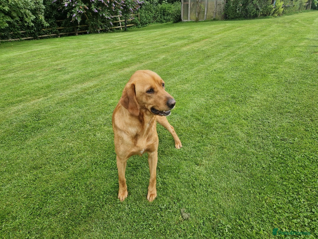 Labrador Retriever dogs for sale: 🐾RETIRED 4 YR OLD FOX RED LABRADOR BITCH 🐾 - Image 4