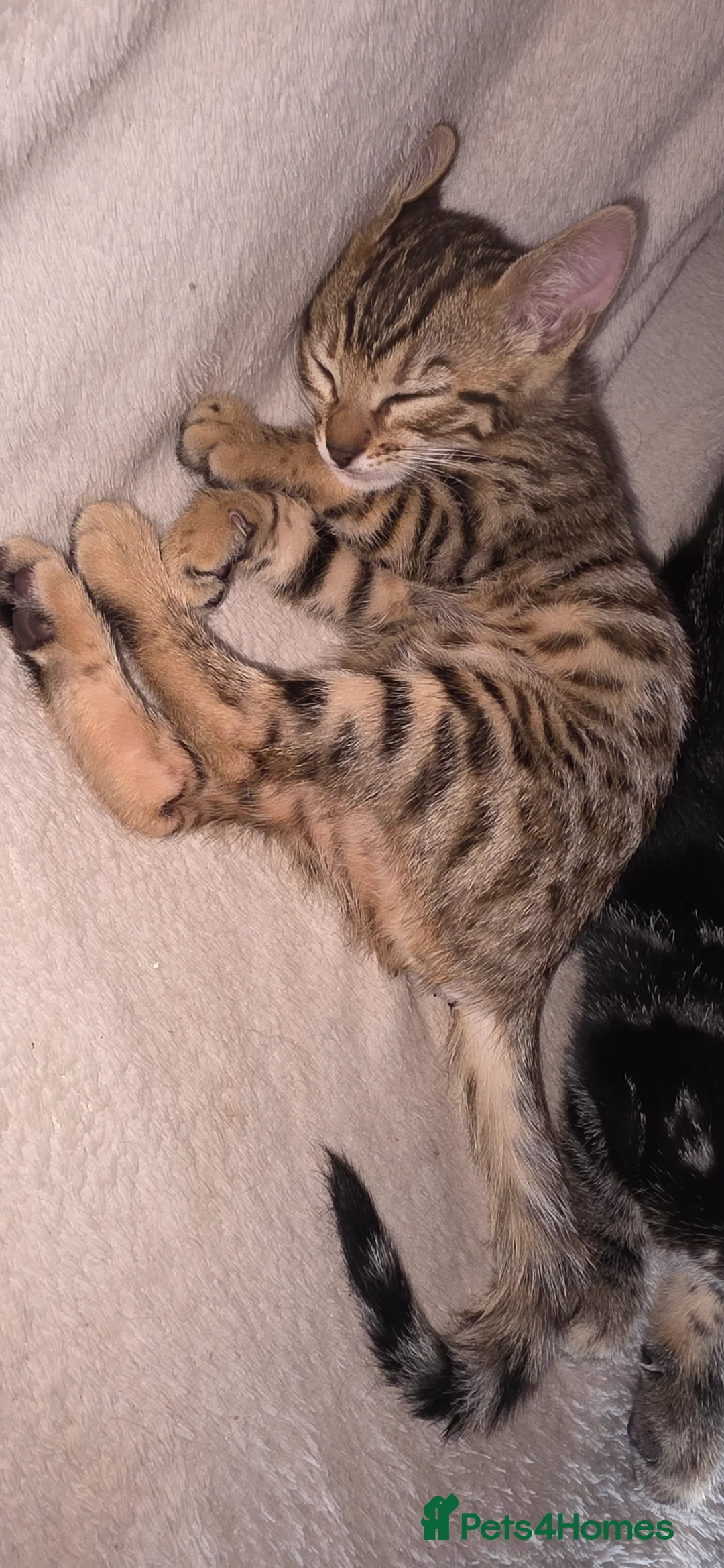 Bengal cats for sale: Purebred Bengal boy  - Advert 3