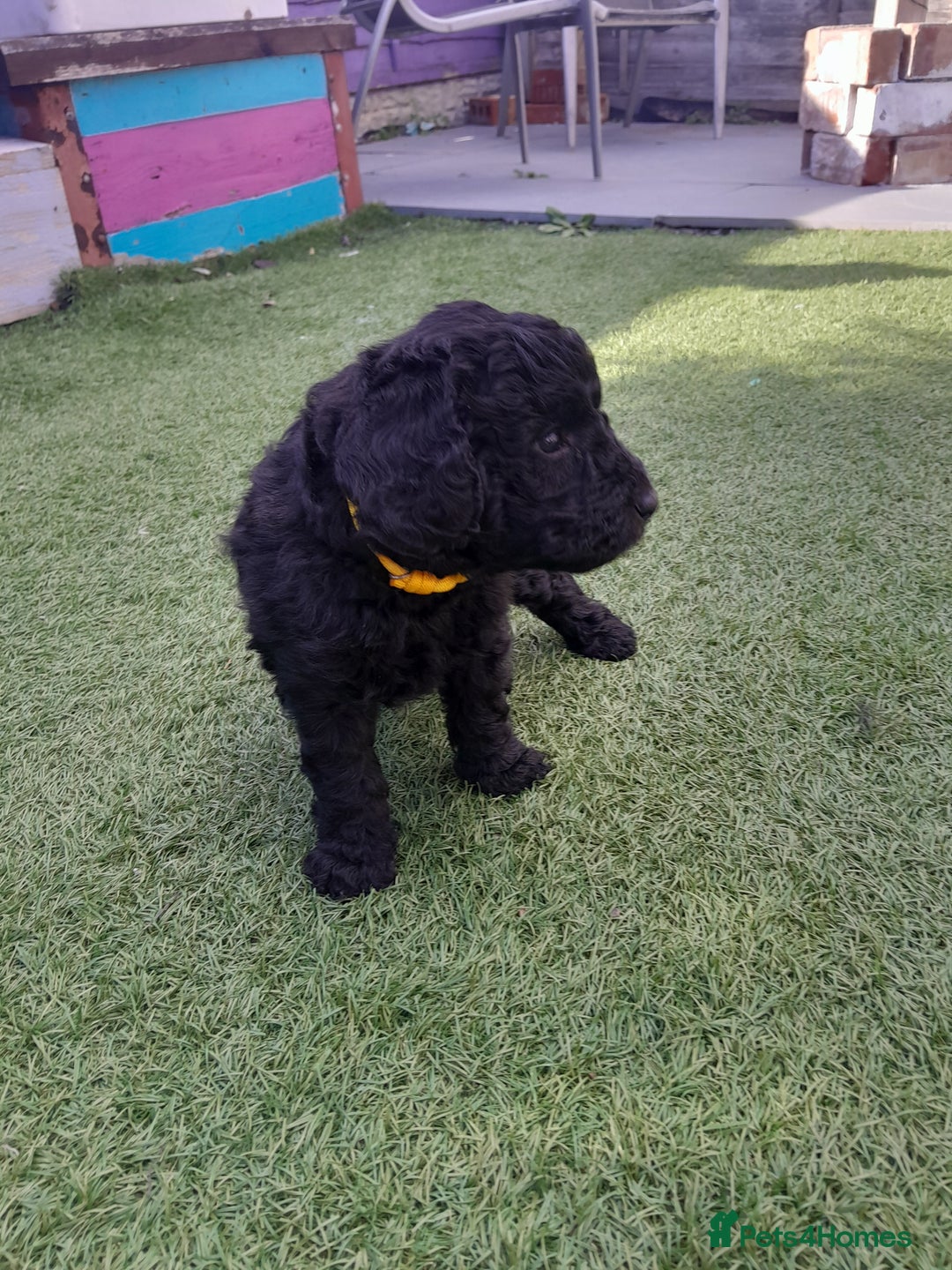 Labradoodle dogs for sale: Miniature Labradooles - Image 12