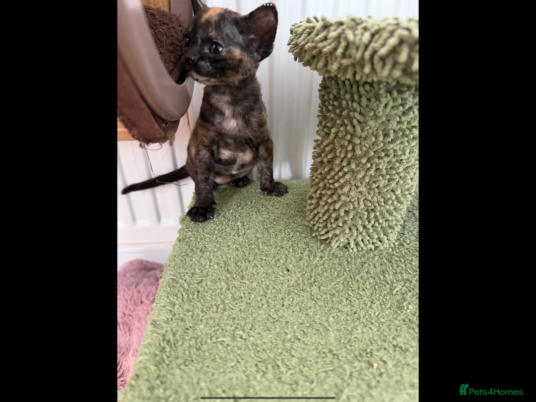 Devon Rex cats for sale: Female Devon Rex - Image 5