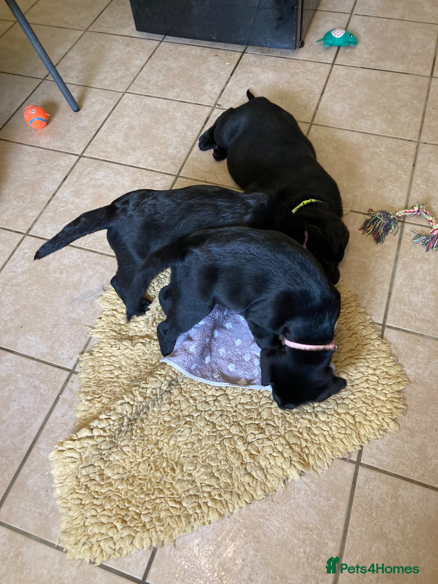 Labrador Retriever dogs Adorable little girl - Advert 2