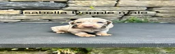 Miniature Dachshund dogs for sale: Miniature Dachsunds males and females - Advert 10