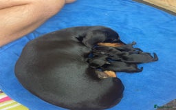 Miniature Dachshund dogs for sale: Miniature Dachshund Puppies   in Pontefract - Image 28