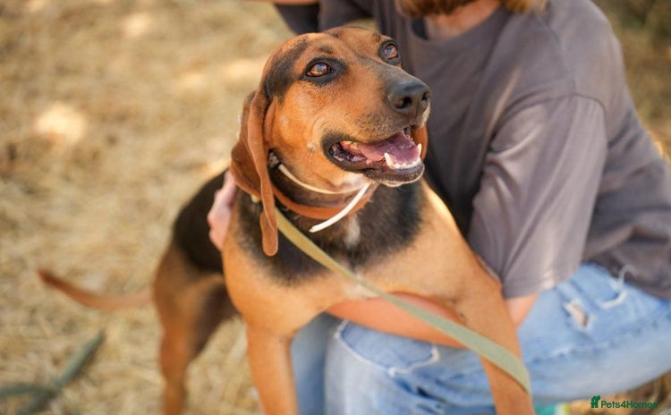 Mixed Breed dogs - Advert 1