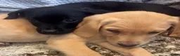 Labrador Retriever dogs for sale: Fox Red & Black Lab Retriever Puppies For Sale - Advert 6